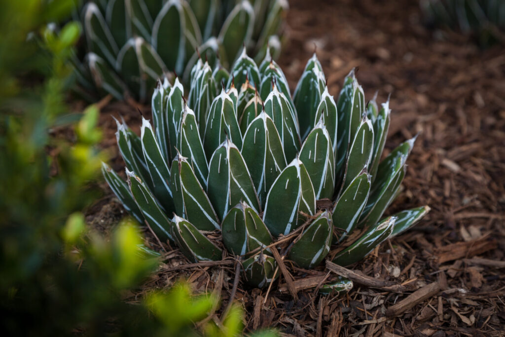 Landscape design plant.